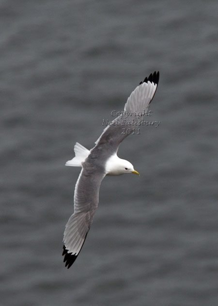 Kittiwake images by Betty Fold Gallery